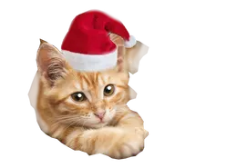 Chaton coiffé d'un bonnet de Noël